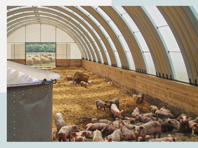 Строительство свинарников в Сосновоборске